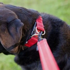 Double Up Dog Collar (Medium) -Outdoor Equipment Sale go 321272 c